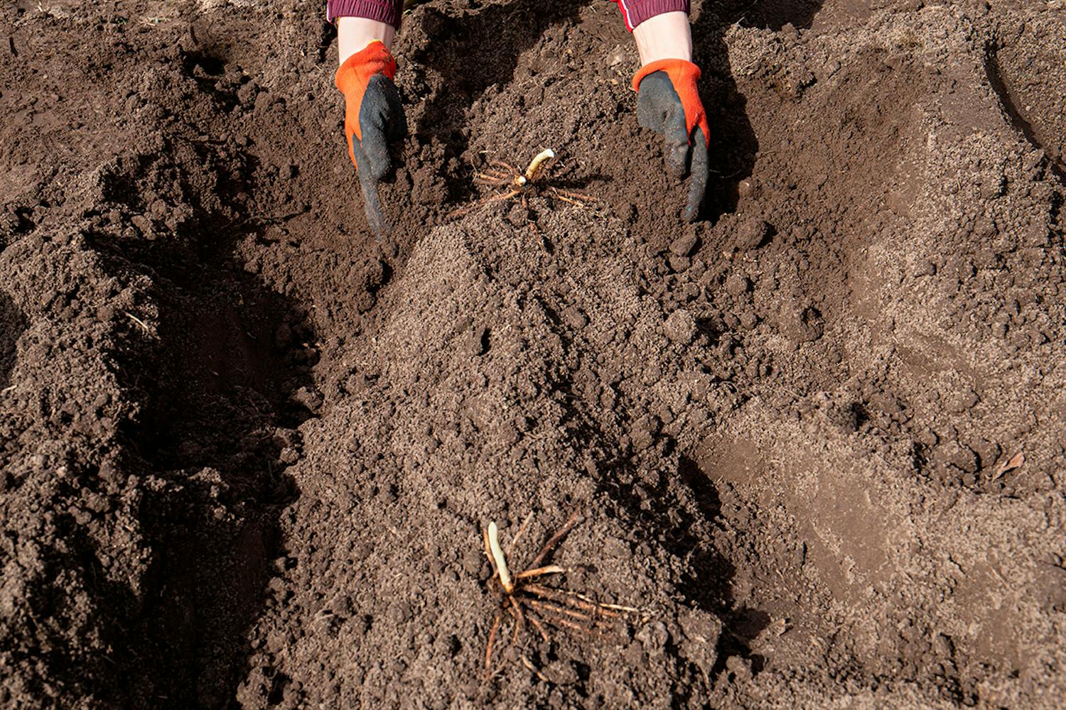 Parsa taimi Parsan kasvatus pihalla